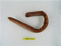 藏品(臺灣黏盲鰻)的圖片